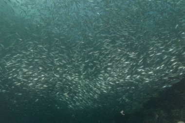 Filipinler Denizi 'nde balıklar yüzer.