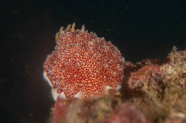 Filipinler Denizi 'nde deniz sümüklüböceği