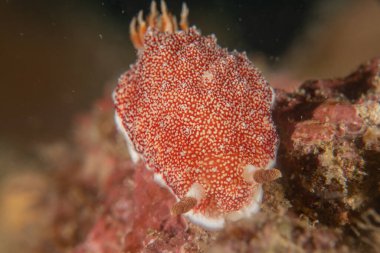 Filipinler Denizi 'nde deniz sümüklüböceği