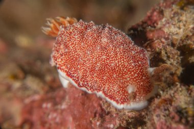 Filipinler Denizi 'nde deniz sümüklüböceği