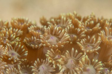 Filipinler Denizi 'ndeki mercan resifi ve su bitkileri