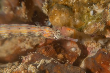 Corythoichthys Ocellatus Ocellatus Filipinler Denizi 'ndeki boru balığı