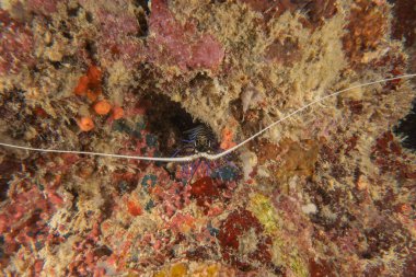 Tubbataha Resifi Ulusal Parkı Filipinlerinde Boyalı Istakoz (Panulirus versicolor)