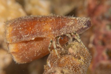 Conus Textile On the seabed in the Red Sea, Eilat Israel clipart