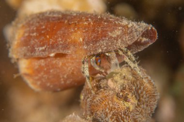 Kızıldeniz 'deki deniz tabanındaki Conus Tekstil, Eilat İsrail