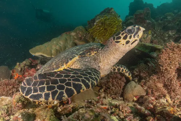 Filipinler Denizi 'nde Şahin gagalı deniz kaplumbağası