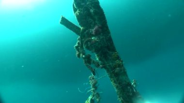 Filipinler Denizi 'nde balıklar yüzer.