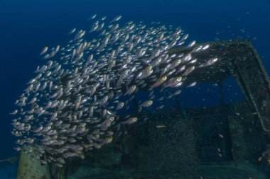 Kızıl Denizde yüzen balıklar, renkli balıklar, Eilat İsrail