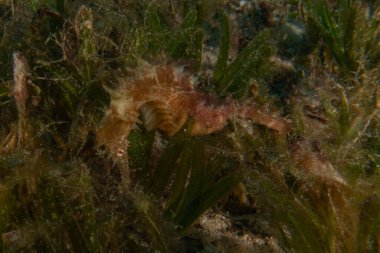 Kızıl Deniz 'deki deniz atı Renkli ve güzel, Eilat Israel