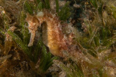 Kızıl Deniz 'deki deniz atı Renkli ve güzel, Eilat Israel