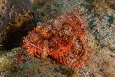 Kızıl Denizde yüzen balıklar, renkli balıklar, Eilat İsrail