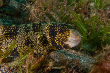 Moray eel Mooray lycodontis Kızıldenizde dalgalanma, Eilat Israel