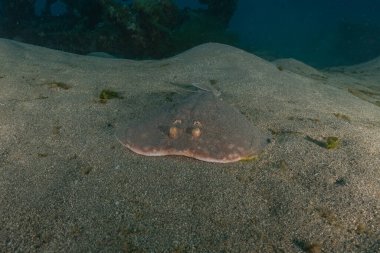 Torpido sinüspersici Kızıl Deniz 'de deniz tabanında, İsrail