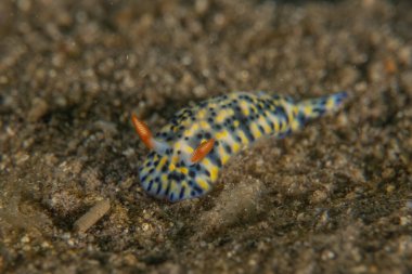 Kızıl Deniz 'deki deniz sümüklüböceği Renkli ve güzel, Eilat Israel