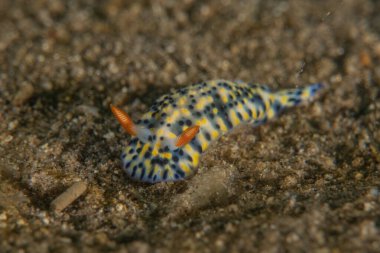 Kızıl Deniz 'deki deniz sümüklüböceği Renkli ve güzel, Eilat Israel