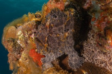 Kızıl Denizde yüzen balıklar, renkli balıklar, Eilat İsrail