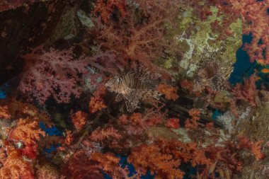 Kızıl Deniz 'deki Aslan Balığı (Pterois mil) renkli balık, Eilat İsrail