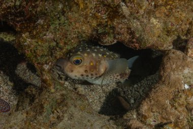 Kızıl Denizde yüzen balıklar, renkli balıklar, Eilat İsrail