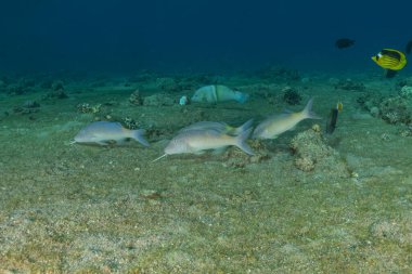 Kızıl Denizde yüzen balıklar, renkli balıklar, Eilat İsrail