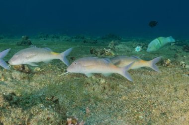 Kızıl Denizde yüzen balıklar, renkli balıklar, Eilat İsrail