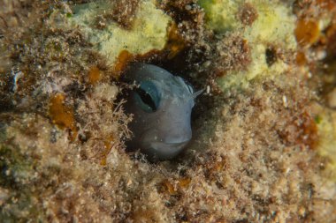 Kızıl Denizde yüzen balıklar, renkli balıklar, Eilat İsrail