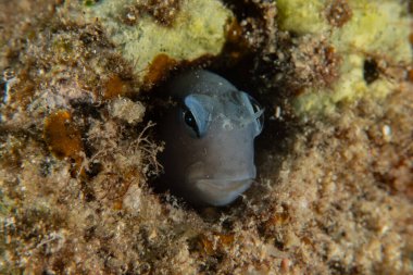 Kızıl Denizde yüzen balıklar, renkli balıklar, Eilat İsrail