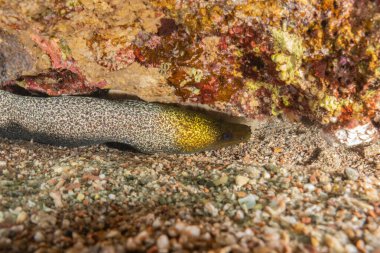 Moray eel Mooray lycodontis Kızıldenizde dalgalanma, Eilat Israel