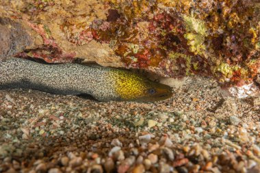 Moray eel Mooray lycodontis Kızıldenizde dalgalanma, Eilat Israel