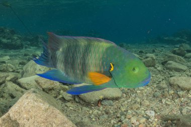 Kızıl Denizde yüzen balıklar, renkli balıklar, Eilat İsrail