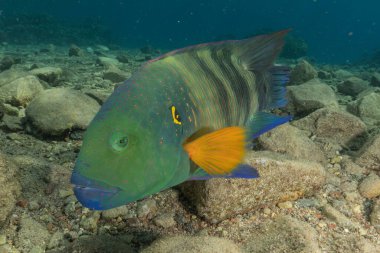 Kızıl Denizde yüzen balıklar, renkli balıklar, Eilat İsrail