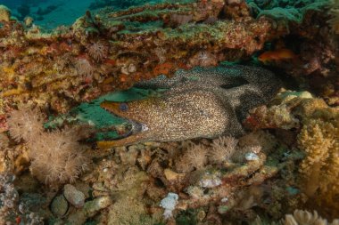 Moray eel Mooray lycodontis Kızıldenizde dalgalanma, Eilat Israel