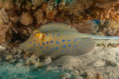 Blue-spotted stingray On the seabed in the Red Sea Eilat, Israel clipart