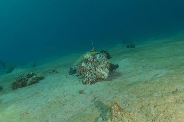 Kızıl Deniz 'deki Şahin gagalı deniz kaplumbağası, Eilat İsrail 