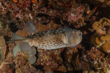 Kızıl Denizde yüzen balıklar, renkli balıklar, Eilat İsrail