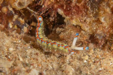 Kızıl Deniz 'deki deniz sümüklüböceği Renkli ve güzel, Eilat Israel