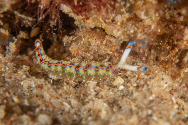 Kızıl Deniz 'deki deniz sümüklüböceği Renkli ve güzel, Eilat Israel