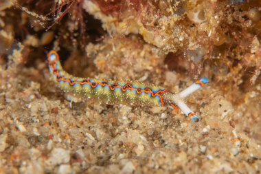 Kızıl Deniz 'deki deniz sümüklüböceği Renkli ve güzel, Eilat Israel