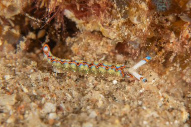 Kızıl Deniz 'deki deniz sümüklüböceği Renkli ve güzel, Eilat Israel