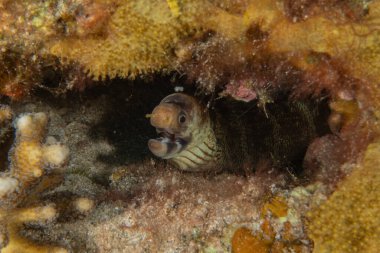 Moray eel Mooray lycodontis Kızıldenizde dalgalanma, Eilat Israel