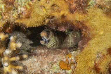 Moray eel Mooray lycodontis Kızıldenizde dalgalanma, Eilat Israel