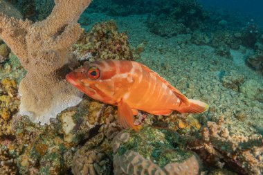 Kızıl Denizde yüzen balıklar, renkli balıklar, Eilat İsrail