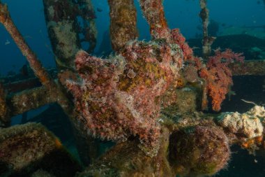 Kızıl Deniz 'deki kurbağa balığı Renkli ve güzel, Eilat Israel
