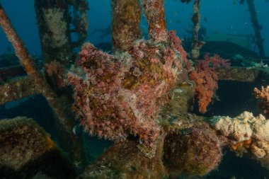 Kızıl Deniz 'deki kurbağa balığı Renkli ve güzel, Eilat Israel