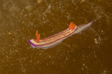 Kızıl Deniz 'de Çıplak Deniz Sümüklüböceği Renkli ve güzel, Eilat Israel