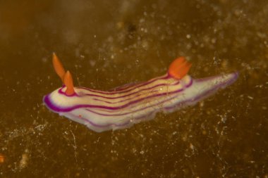 Kızıl Deniz 'de Çıplak Deniz Sümüklüböceği Renkli ve güzel, Eilat Israel