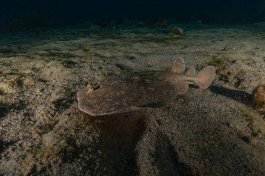 Torpido sinüspersici Kızıl Deniz 'de deniz tabanında, İsrail