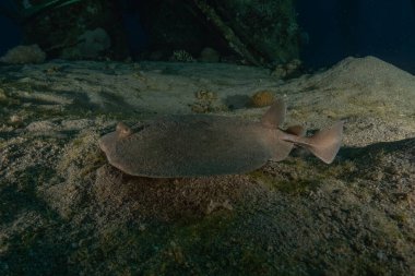 Torpido sinüspersici Kızıl Deniz 'de deniz tabanında, İsrail