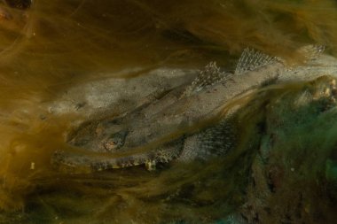 Kızıl Denizde yüzen balıklar, renkli balıklar, Eilat İsrail