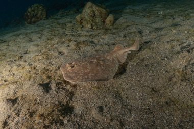 Torpido sinüspersici Kızıl Deniz 'de deniz tabanında, İsrail