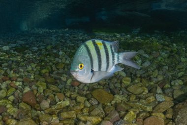 Kızıl Denizde yüzen balıklar, renkli balıklar, Eilat İsrail